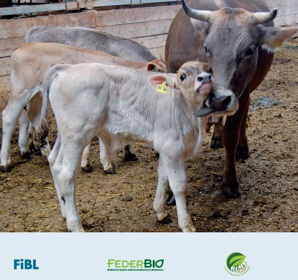 Online la guida sull’allattamento naturale dei vitelli